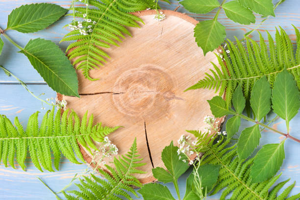 Wooden round podium pedestal cosmetic beauty product presentation empty mockup on gray pastel background with green leaves. Minimalist flat lay backdrop, top view.