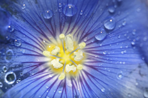 close up view of beautiful blue flower macro