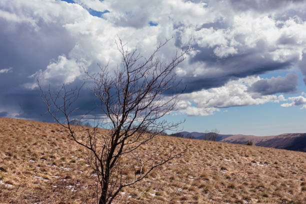 Grove of leafless tress ,many of birds holding on dry branches