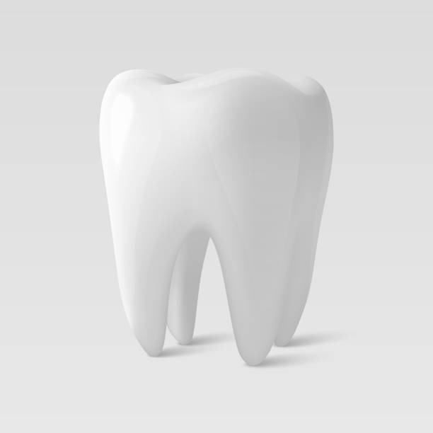istock Vector 3d Realistic Tooth Closeup Isolated on White Background. Medical Dentist Illustration. Design Template, Clipart. Dentistry, Healthcare, Hygiene Concept 2170735289
