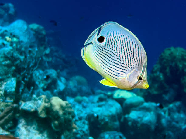 istock foureye butterflyfish,Chaetodon capistratus 2170735774