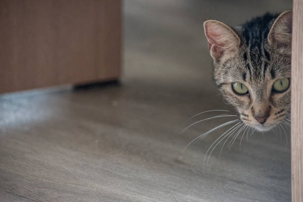 istock Portrait of a tabby cat 2170739736