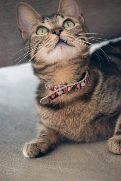 istock Portrait of a tabby cat 2170739753
