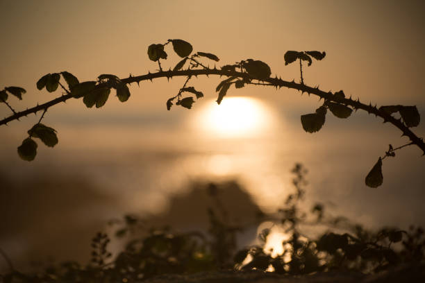 A blackberry branch arches against the setting sun