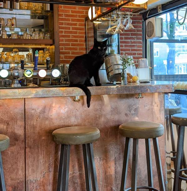 Black cat at the local pub