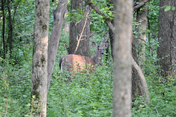 istock Deer in the Woods 2170746090
