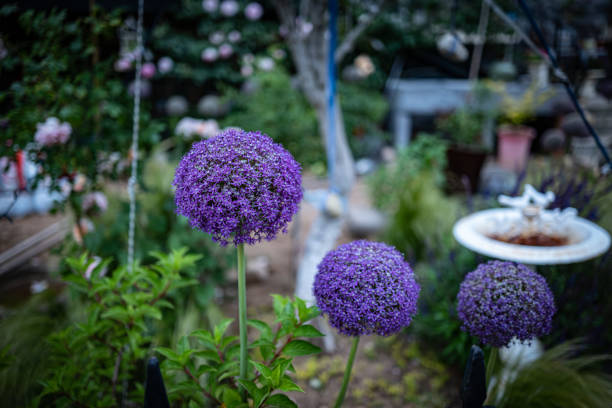 Several purple allium flowers bloom in the garden, set against a backdrop of lush greenery and charming garden decor