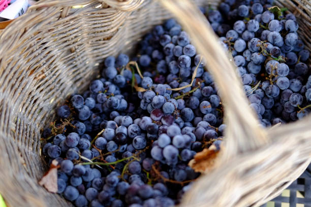 istock Wicker basket overflowing with freshly picked wine grapes 2170748374