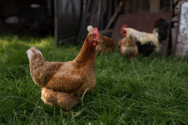 istock Free Range Hens Foraging in a Lush Backyard Eco Farm at Dusk 2170748517