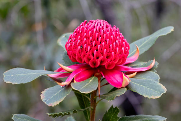 New South Wales Waratah in flower