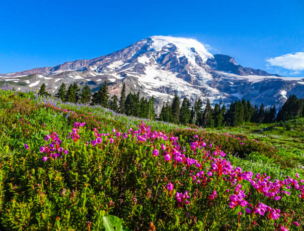 istock Pink Wildflowers in Front of Mount Ranier 2170749104