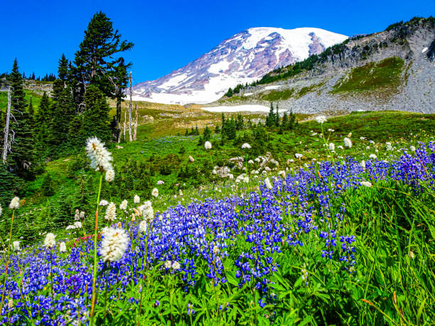 istock Blue Wildflowers in Front of Mount Ranier in Washington 2170749110