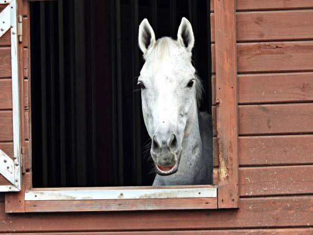 Horse - looking at the camera