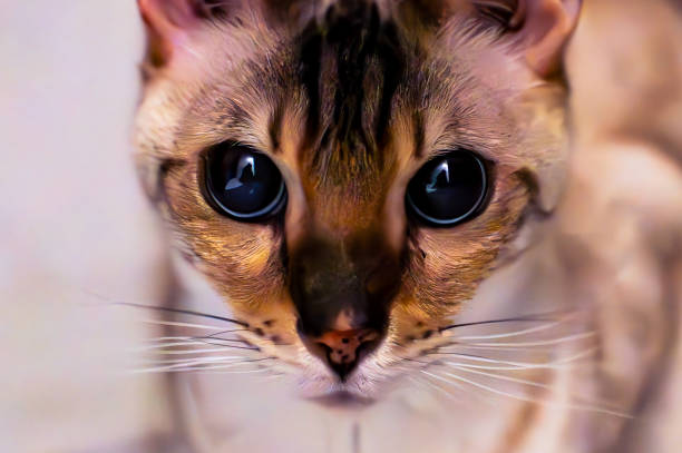 istock Snow Bengal looking to the camera 2170751844