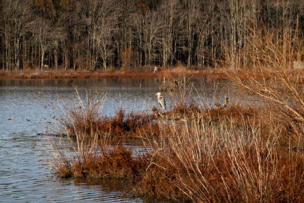 A Great Blue Heron looks for his next meal on the banks of wetlands at Huntley Meadow Park, Fairfax County, Virginia.