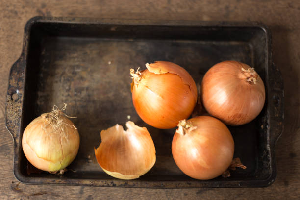onion, Allium cepa