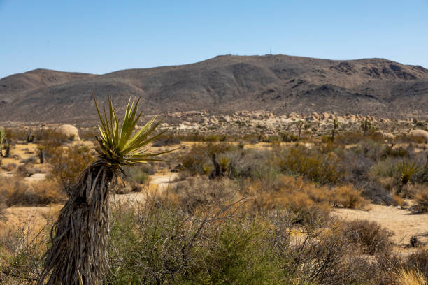 istock Desert Landscape at Joshua Tree National Park 2170761227
