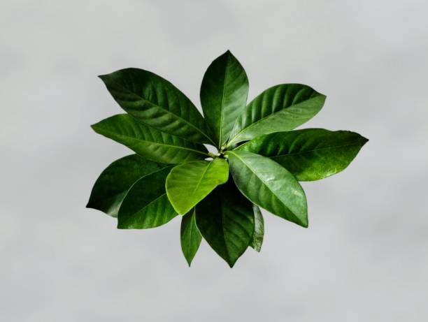 istock Bouquet of leaves 2170766553