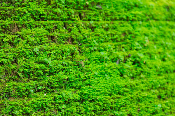 Discover the serene beauty of moss blanketing a tree trunk, adding a touch of green wonder to the forest ambiance.