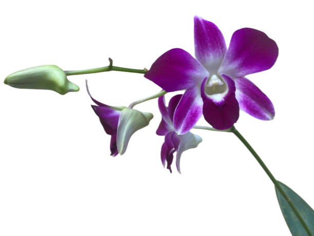 istock Dark Purple Dendrobium in bloom on isolated background 2170770670