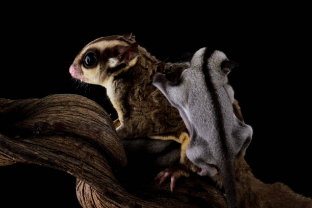 istock Sugar glider with her baby isolated on black (Petaurus breviceps) 2170774859