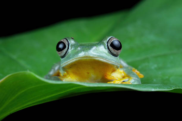 A cute Pacific Tree Frog hops through ground cover in Washington state.  A tiny Pacific Northwest amphibian.