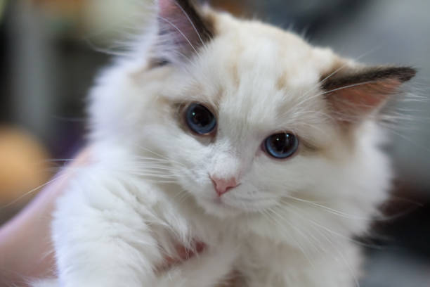 istock Cute, small Ragdoll cat. 3 months old 2170775185