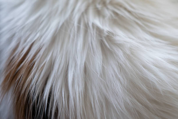 istock Cat fur texture, close-up. Mixed breed cat between Maine Coon and Scottish Fold. 2170775190