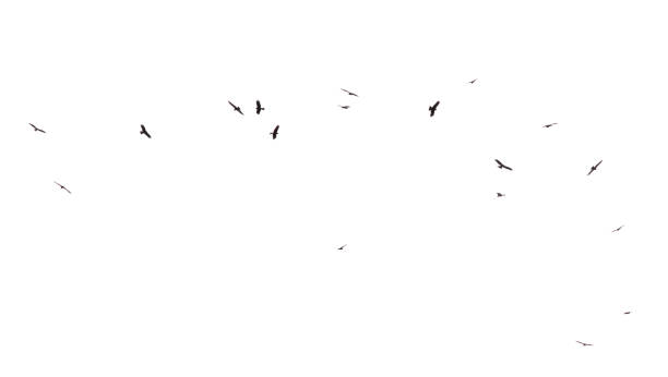 istock A flock of birds in flight isolated on a white background 2170775786