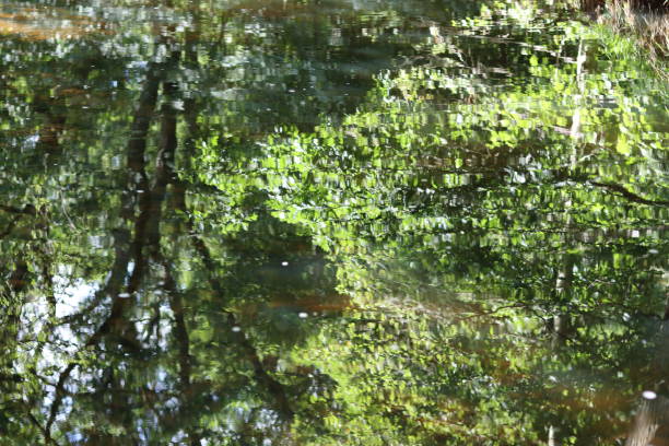Green reflections in a woodland river in summer