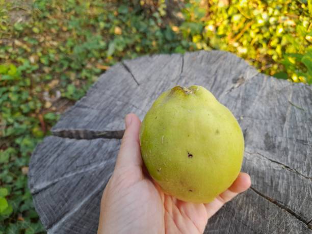 istock One quince isolated on a tree trunk in hand 2170778013