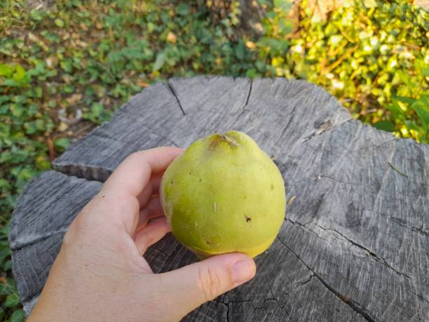 istock One quince isolated on a tree trunk in hand 2170778015