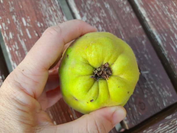 istock One quince isolated on the garden table with hand 2170778036