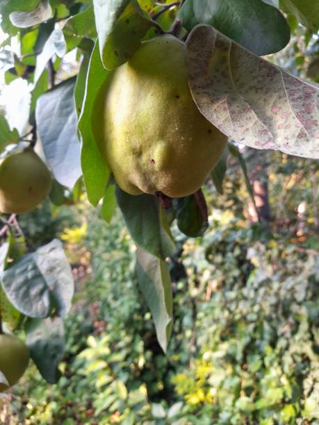 istock One quince isolated on the tree 2170778055