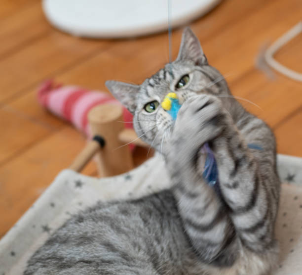 istock Cute cat playing with a toy 2170778626
