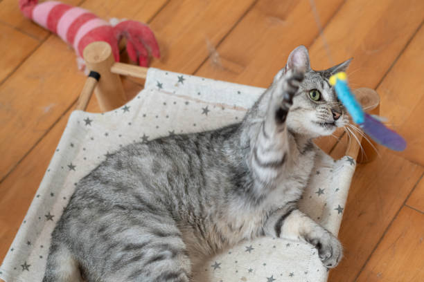 istock Cute cat playing with a toy 2170778636