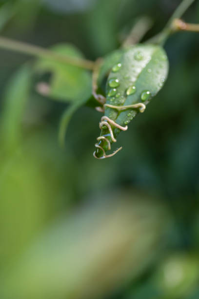 leaves wet in the rain
