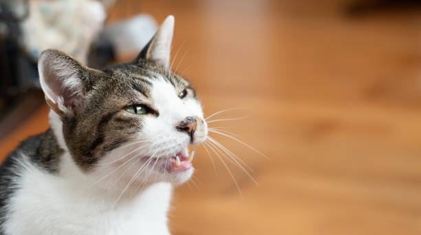 Cute cat meowing at its owner