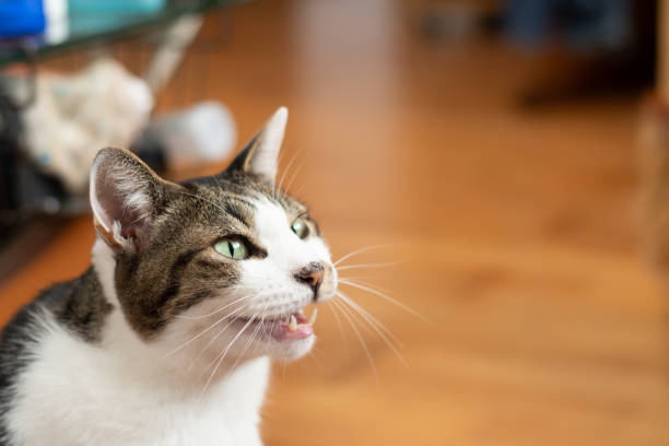 istock Cute cat meowing at its owner 2170778989