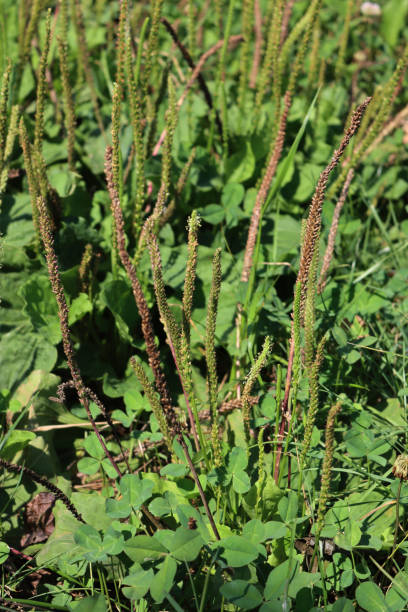 istock Plantago. Broadleaf plantain plants in the meadow 2170779025