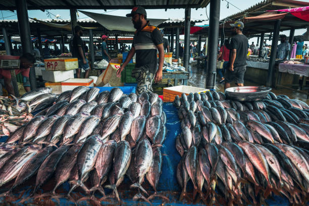 In the fish market, you can see countless fish, shrimps, crabs, manta rays, and even sharks.