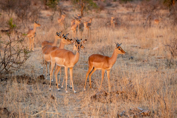 istock The impala or rooibok (Aepyceros melampus) is a medium-sized antelope found in eastern and southern Africa. 2170780828
