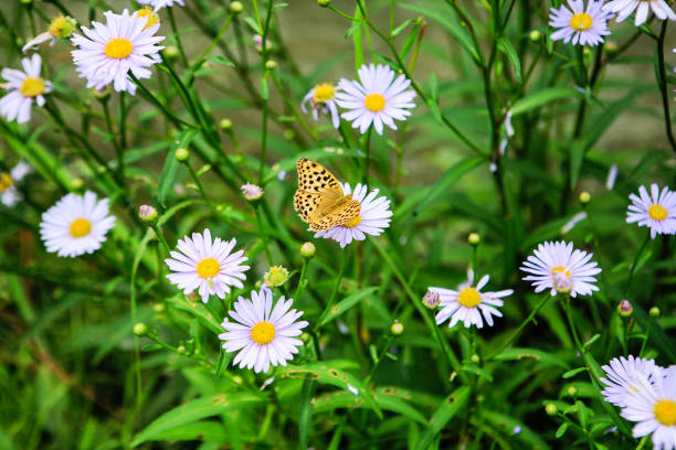 landscape in the garden
