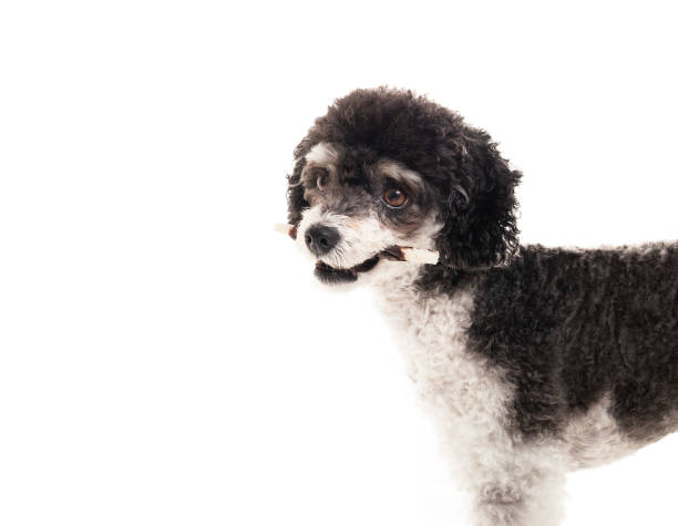 istock Isolated dog with chew stick in mouth. 2170782163