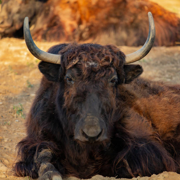 Detailed close-up photograph showcasing the horn and fur of a majestic water buffalo.