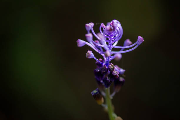 istock Emerging Beauty: Macro View of Purple Flower Sprouts 2170782518