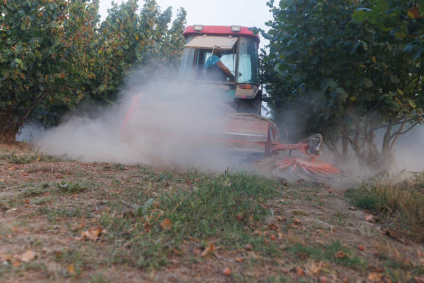 A farmer drives a tractor with combine harvester and collects hazelnuts.