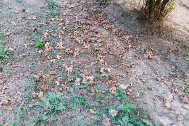 Hazelnut on the ground ready for harvesting.