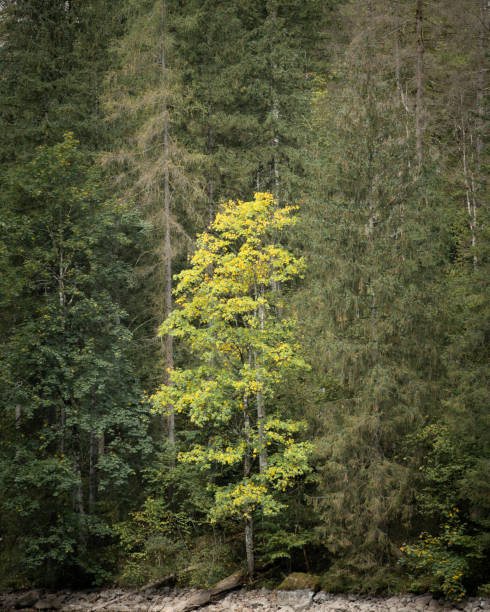 Tree in autumn colours surrounded by still green trees in the forest, Obersee, Germany.