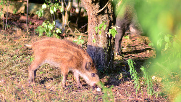istock Boar in the wild, in the clearing. 2170786618